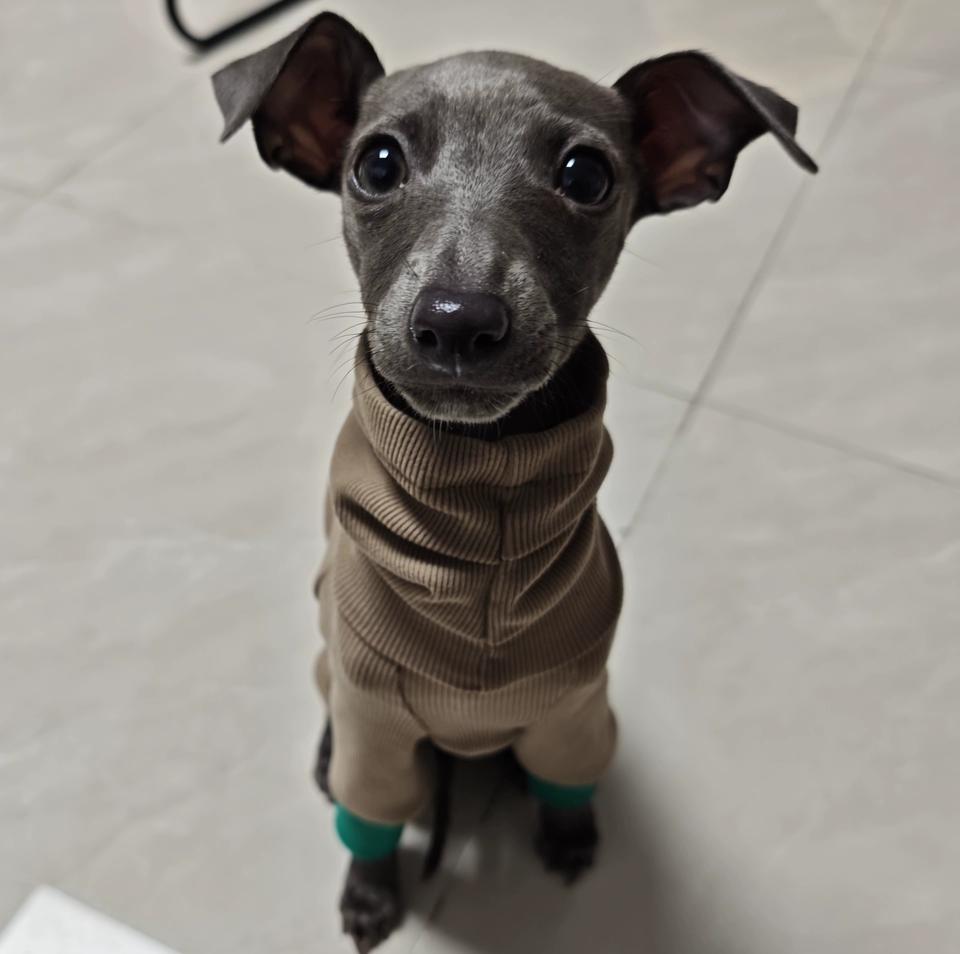 Soft Warm Pet Dog Sweater Pajamas,Winter Puppy Hoodies - 4 Legs & Belly Covered,High Quality Sweaters For Whippet Greyhound