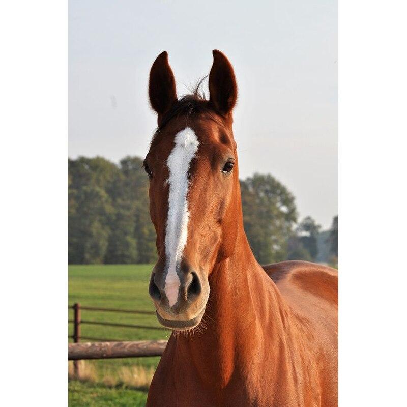 New 5D DIY Diamond Painting Horse Diamond Embroidery Animal Cross Stitch Full Round Drill Crafts Home Decor Manual Gift