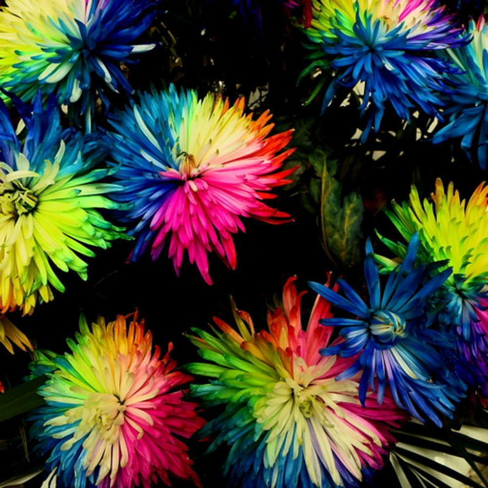 Buy Rare Colorful Rainbow Chrysanthemum Flower Seeds at affordable