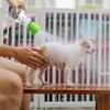 Silicone Pet Shower Head Outdoor Showerhead Cat Dog Cleaning and Bathing Tools Portable Showerhead Outdoor Cleaning Pet Supplies