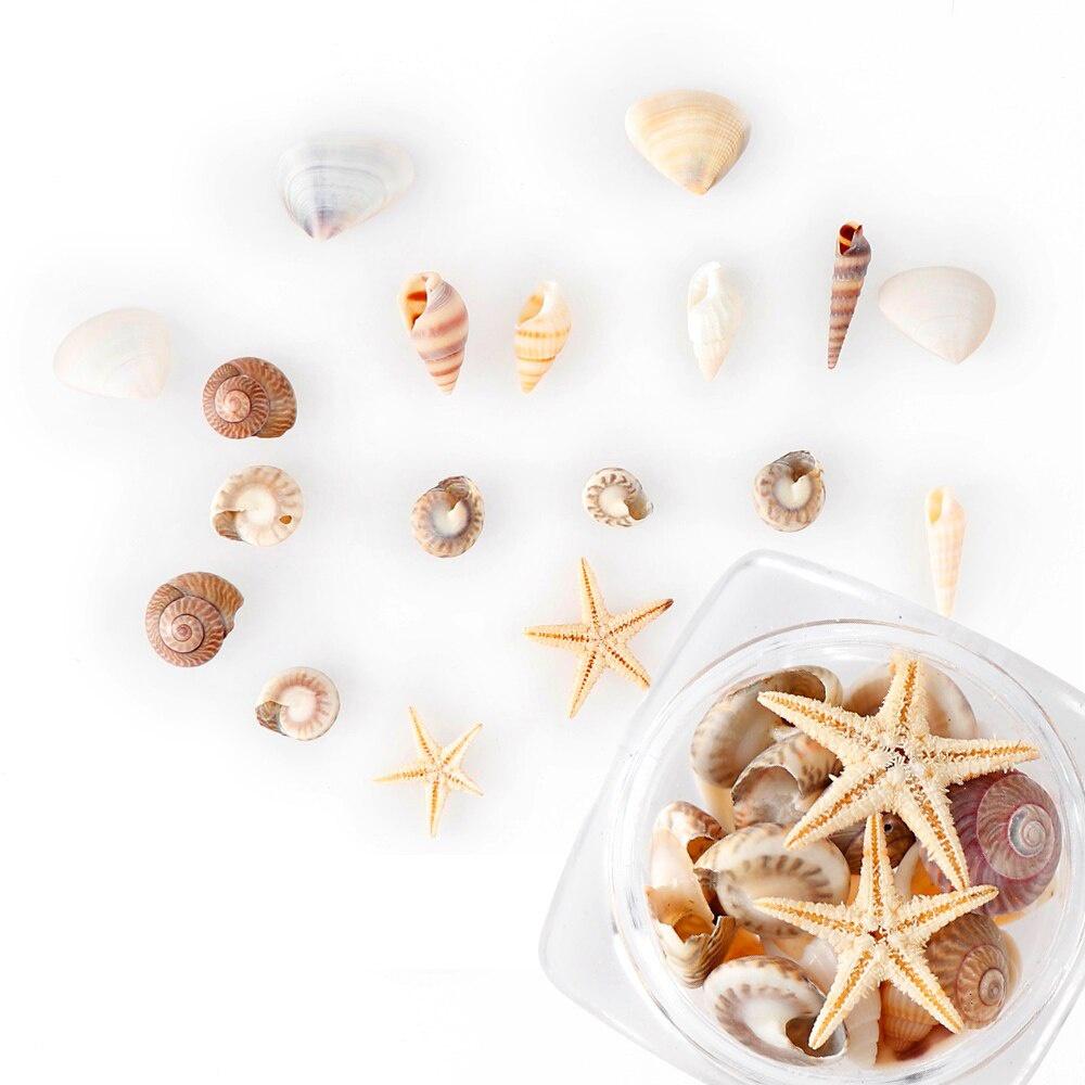 Exquisite Shell Conch Natural Shell Flat Bottom Conch Jewelry Accessories Micro Landscape DIY Nail Art Decoration