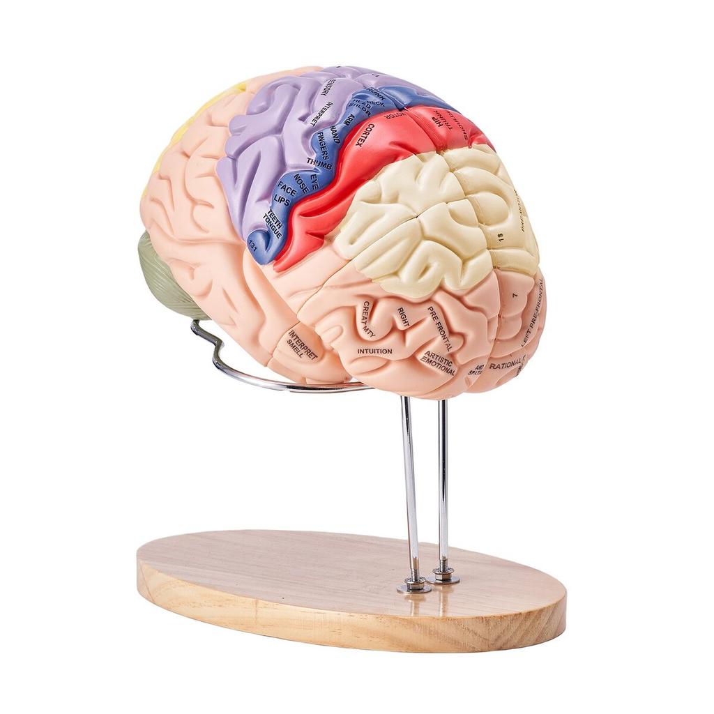 Human Brain Model Anatomy, 2X Life-Size 4-Part Human Brain Anatomical Model with Labels & Display Base, Color-Coded Detachable Brain Model for Science