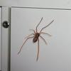 Simulation Spider Fridge Magnet Realistic Spiders Refrigerator Magnets Funny Prank Gadget Decor for Door Home Kitchen Bedroom