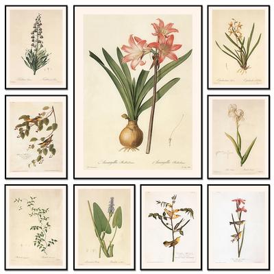 Vintage Botanical Posters Canvas Painting And Prints Classic Wall Art Picture for Living R Room Office Home Decor Frameless Gift