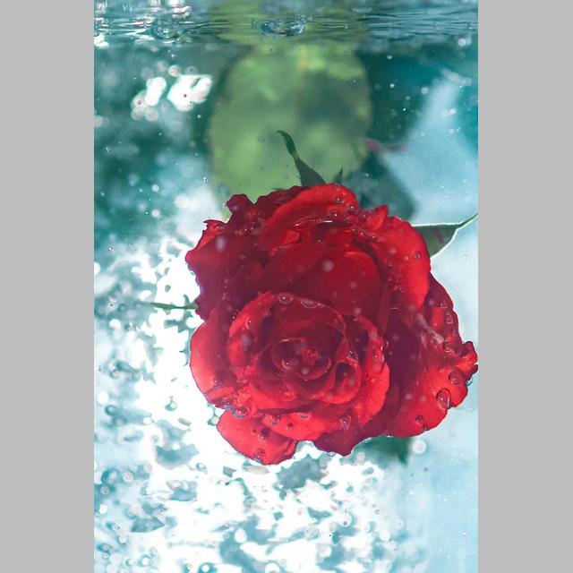 DIY 5D Diamond Painting Bright Roses Diamond Mosaic Cross Stitch Kits Home Decoration Full Round Diamond Embroidery