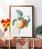 Vintage Apple Blossom Poster