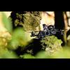 Yingbing 7S O4 Pro Stunt Drone