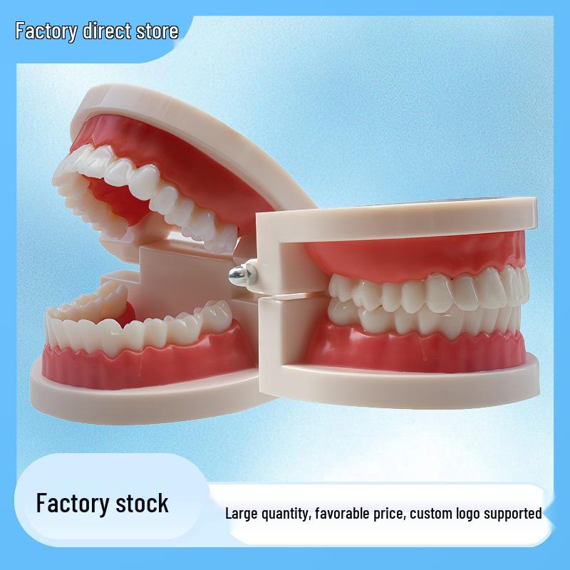 Kindergarten Oral Teaching Tooth Resin Model