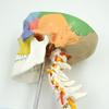 Colored Human Skull Model with Cervical Vertebrae and Spinal Nerves for Teaching and Simulation