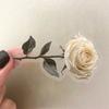 50 Transparent Dry Flowers Sticker Pack Waterproof Transparent PET Manual Material Decorative Guitar Notebook