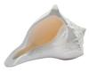 Crystal Heaven Dakshinavarti Shankh Original - 2 To 3" Inches Large Dakhinabarti Sankha for Puja Original Conch Shell - Natural Dakshinmukhi Shan