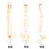 monolife Human Anatomy Model, Spine and Pelvis Model, Spinal Column, Spinal Cord, Lumbar Vertebrae Model, 1/2 Scale Hip Joint Model (No Hip Joint)
