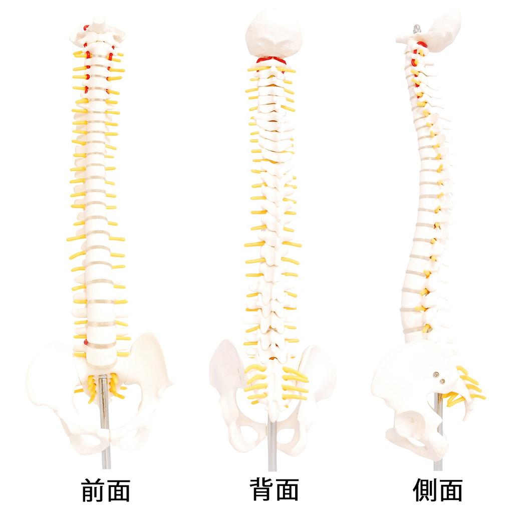 monolife Human Anatomy Model, Spine and Pelvis Model, Spinal Column, Spinal Cord, Lumbar Vertebrae Model, 1/2 Scale Hip Joint Model (No Hip Joint)