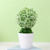 Fashion Artificial Bonsai Energetic Exquisite Long-lasting