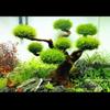 Peces y mascotas acuáticas – Decoración de peceras