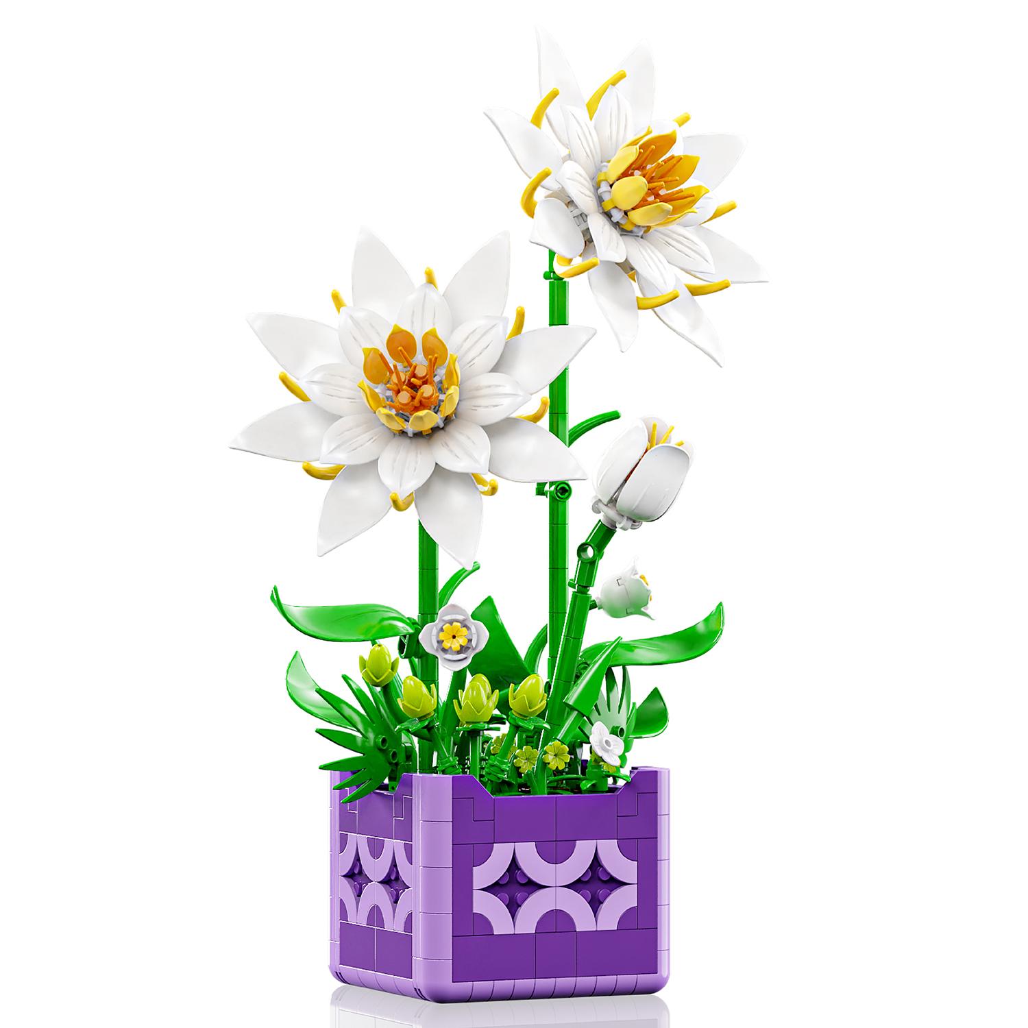 High-Quality Epiphyllum High-Quality Potted High-Quality Plant High-Quality Building High-Quality Block High-Quality White High-Quality Flower