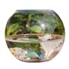 8/10/12/15cm Round Ball Vase Micro Landscape Moss Ecological Bottle Transparent Hydroponic Vase Simple