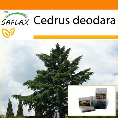 Garden in the Bag - Cedro indiano - 35 semi - Con substrato in un sacchetto stand up adatto - Cedrus deodara