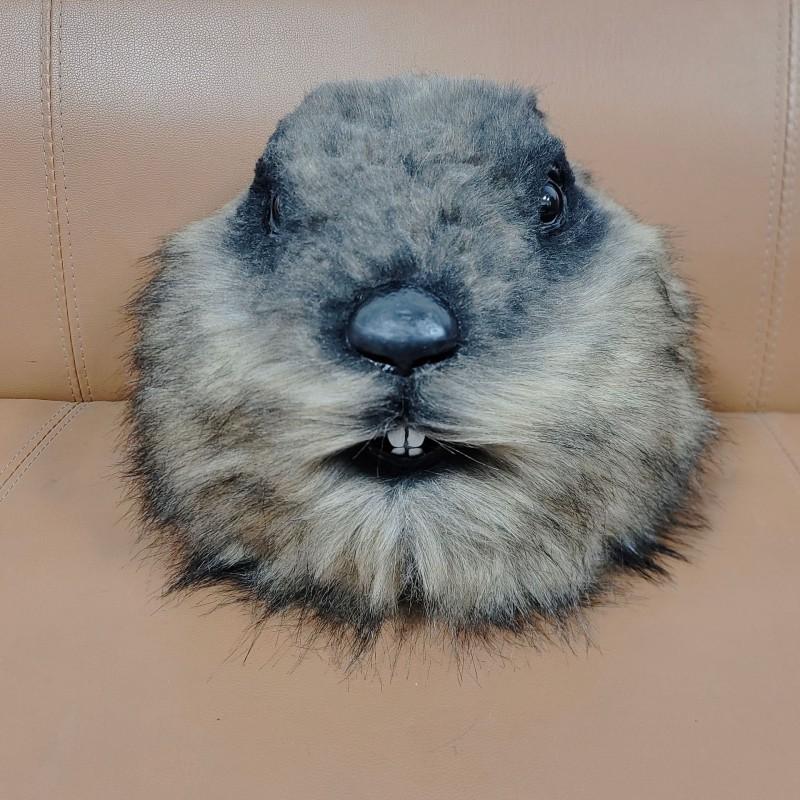 Groundhog Head Mask Halloween Latex Costume Prop Film Performance