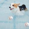 Giocattoli a palla resistenti al morso per cani di piccola e grande taglia, in TPU ad alta elasticità, giocattolo da masticare per animali domestici, giocattolo interattivo anti-squittio per cuccioli.