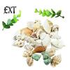 100g Gemischte Muscheln Muschelhandwerk Muscheln Zuhause Aquarium Nautische Dekoration