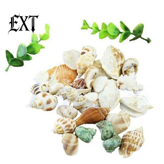 100g Gemischte Muscheln Muschelhandwerk Muscheln Zuhause Aquarium Nautische Dekoration