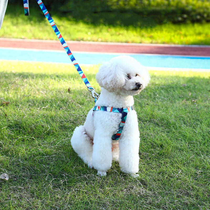 Capri Dog Leash, Collar, Harness