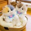 Bebek ve Peluş Oyuncaklar – Doldurulmuş ve Peluş oyuncak hayvanlar