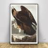 Vintage Bird Prints Retro Animal Art Natural History Canvas Paintings HD Pictures Wall Art For Living Room Home Decor Frameless