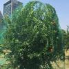 Grote anti-vogelbeschermingsboom nylon netto fruitgewas plant tuinvijver netgaas