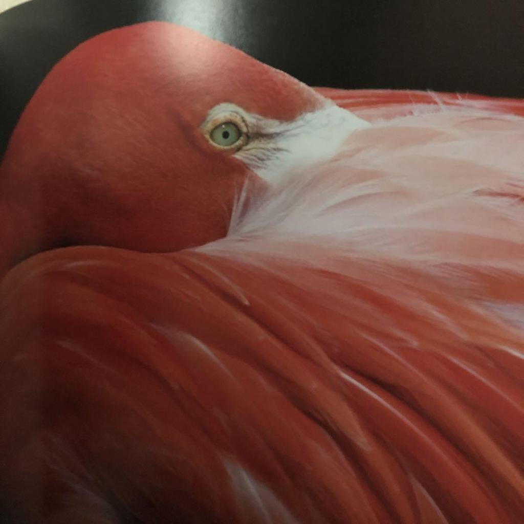 [USED] The Most Popular Instagram Photos NATGEO