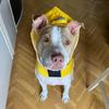 Dog Raincoat Hood Waterproof Reflective Strips for Small Medium Large Dog