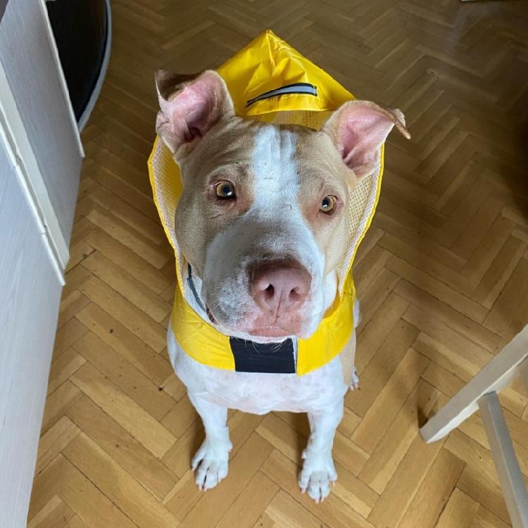 Dog Raincoat Hood Waterproof Reflective Strips for Small Medium Large Dog