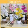 Phalaenopsis Basin Artificial Potted Plant For Home Office Decoration Wedding