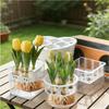 Tulip Bulb Planter Hydroponic Plant Growing Container with Clear Water Reservoir Multi-Hole Hydroponic Planter for Home Gardening Narcissus Hyacinth
