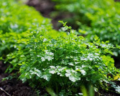 500 Yassı Maydanoz Tohumu - aromatik bitki - çoğaltılabilir köylü tohumları - Yarı Yabani