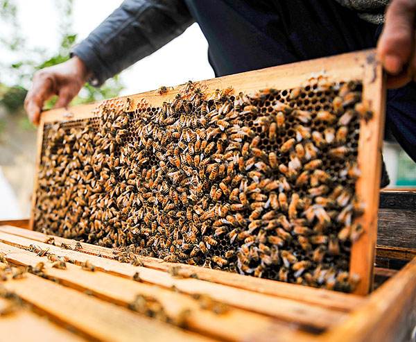 Beekeeper Soft PVC Beeswax Mold Foundation Bee Hive Basis Press Sheet Mould Beeswax Press Sheet Mould Beekeeping Equipment Tools