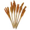 Dried Cantal Grass Bunches - Orange Set of 6