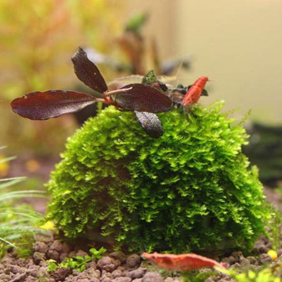Moss Hemisphere Colonization Ball Aquarium Shrimp Fish Tank Moss Balls Holder Freshwater Live Plants Shaping Ball with Filter Stone