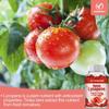 Reishi Lycopene 300mg -Organic Reishi Mushroom Spore-Antioxidant Prostate Health
