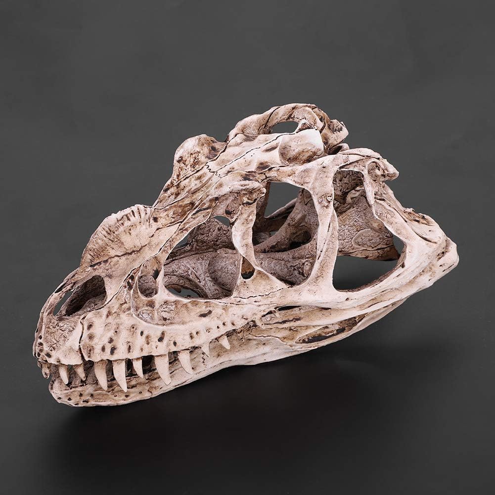 GOTOTOP Dinosaur Skull Model, Dinosaur Skull Model Simulated Animal Skeleton Lifelike Teaching Skeleton Model for Home Office Aquarium Bar Party