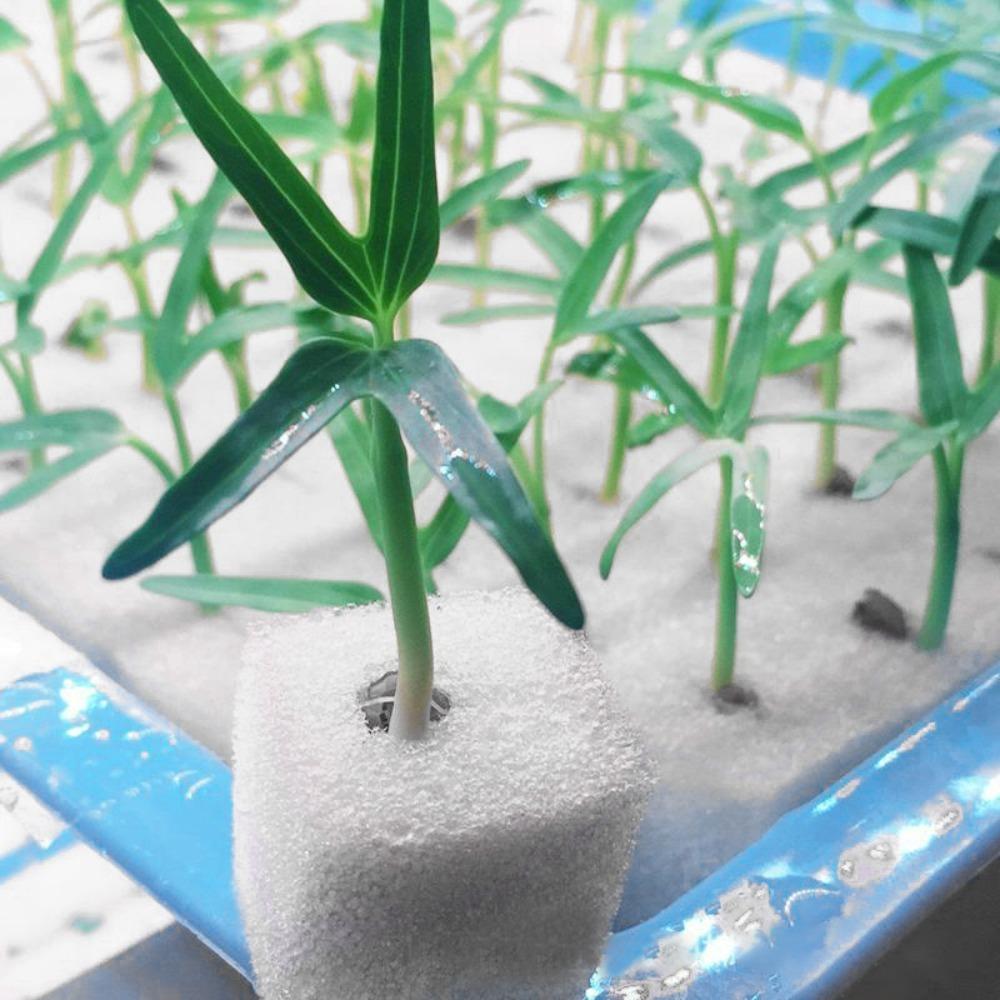 Vegetables Groundless Cultivation System Planting Sponge Seed Trays Grow Mesh Cup Hydroponic Sponge