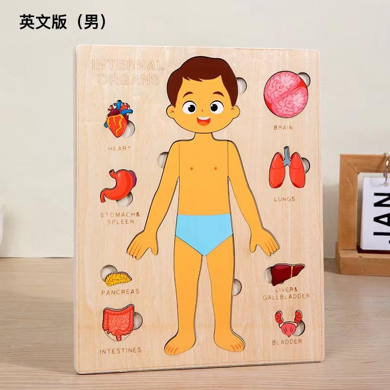 Children's Early Education Characters Body Organ Structure Cognitive Puzzle Brain Multi-Layer Development Wooden Toys