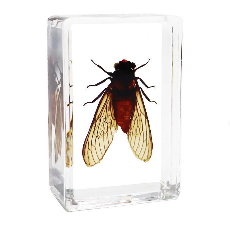 Okazy Owadów: Prawdziwy Pająk, Skorpion, Osa Błotna w Przezroczystej Żywicy do Nauczania i Dekoracji