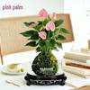 Bonsai Air Purifying Hydroponic Plants for Easy Year-Round Care