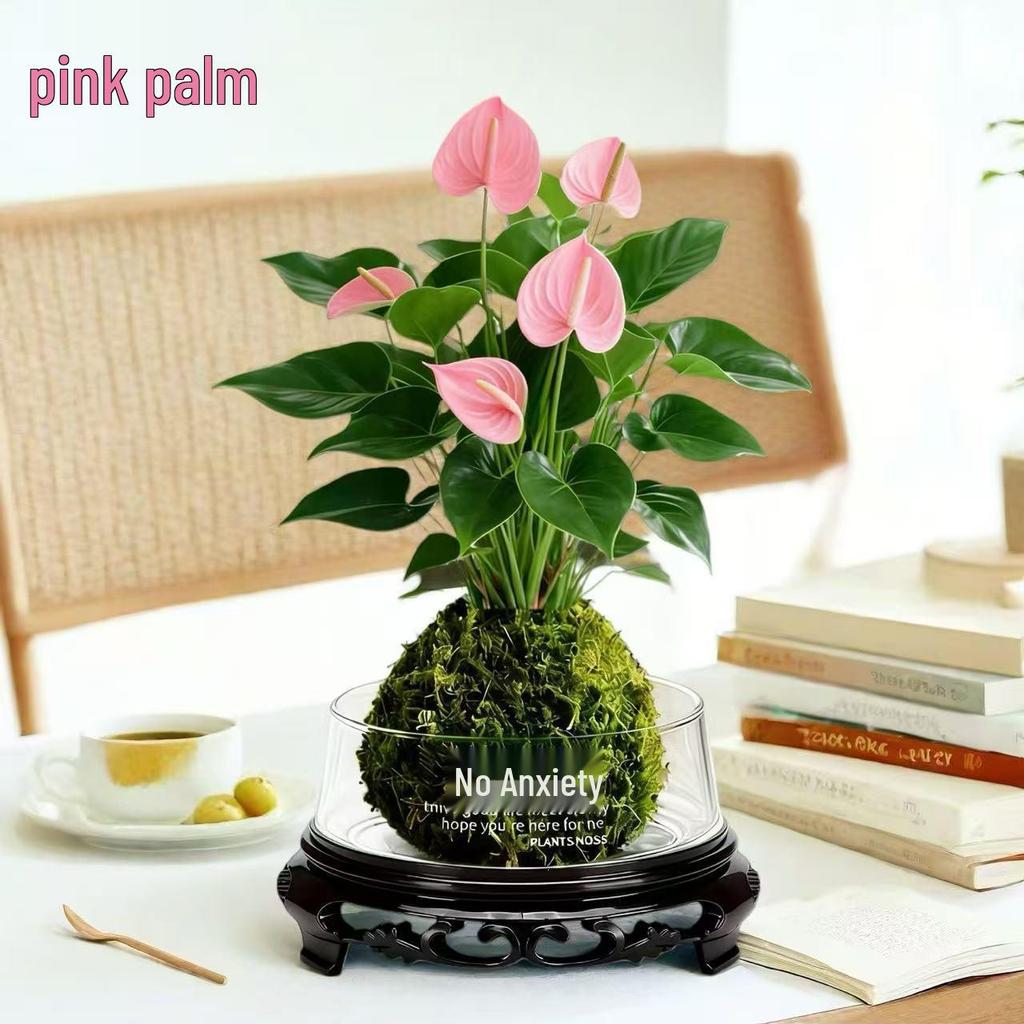 Bonsai Air Purifying Hydroponic Plants for Easy Year-Round Care