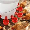 Automatische Kip Drinkbak voor het Voeren van Kuikens, Eenden en Ganzen. Automatische drinkbak voor pluimvee.