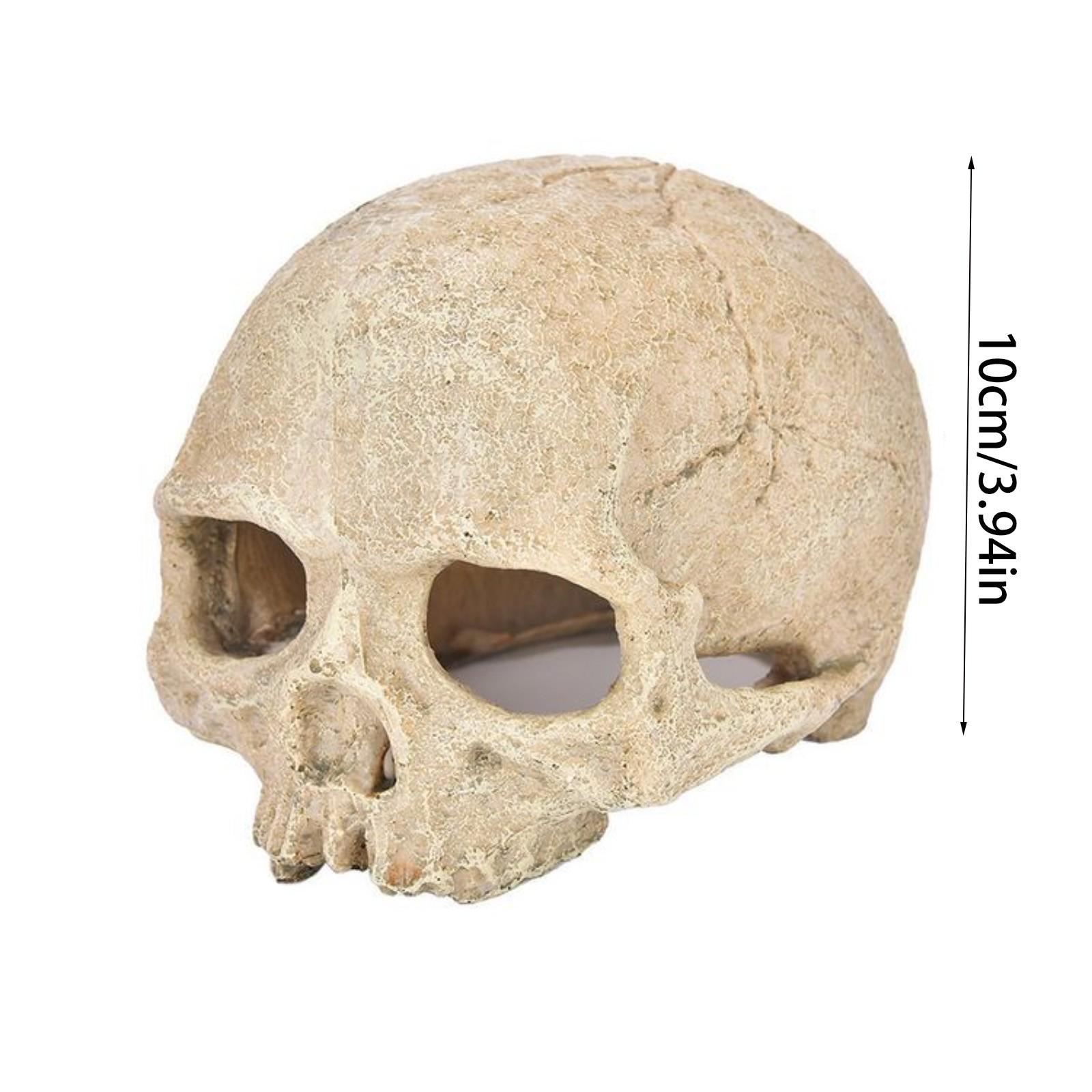 

Fish Tank Aquarium Skull Decoration Breeding House Simulation Resin Cranium Statue Spider Scorpion Lizard Shelter Home Ornament One Size