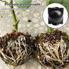 Garden Plant Rooting Ball Grafting Root Growing Box Breeding Case Container