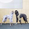Ciepła kurtka dla psa z golfem, Zimowa wiatrówka dla charta greyhound i whippeta, Pogrubiony kombinezon na 4 łapy dla szczeniaka, Wodoodporny strój dla dużych ras